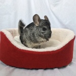 5 Treats Your Chinchillas Should Never Eat