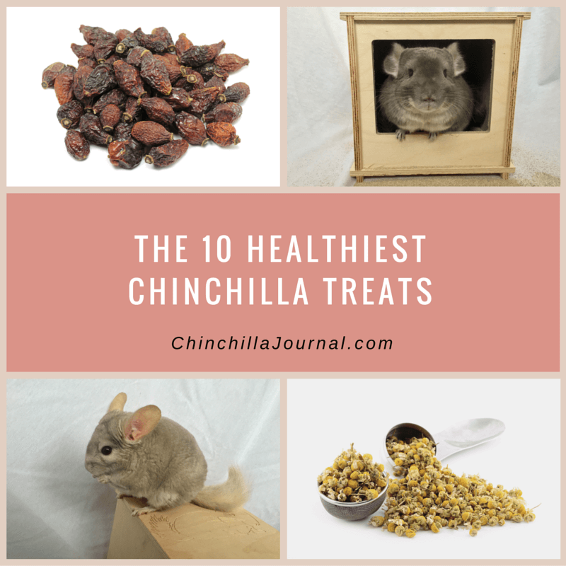 The 10 Healthiest Chinchilla Treats