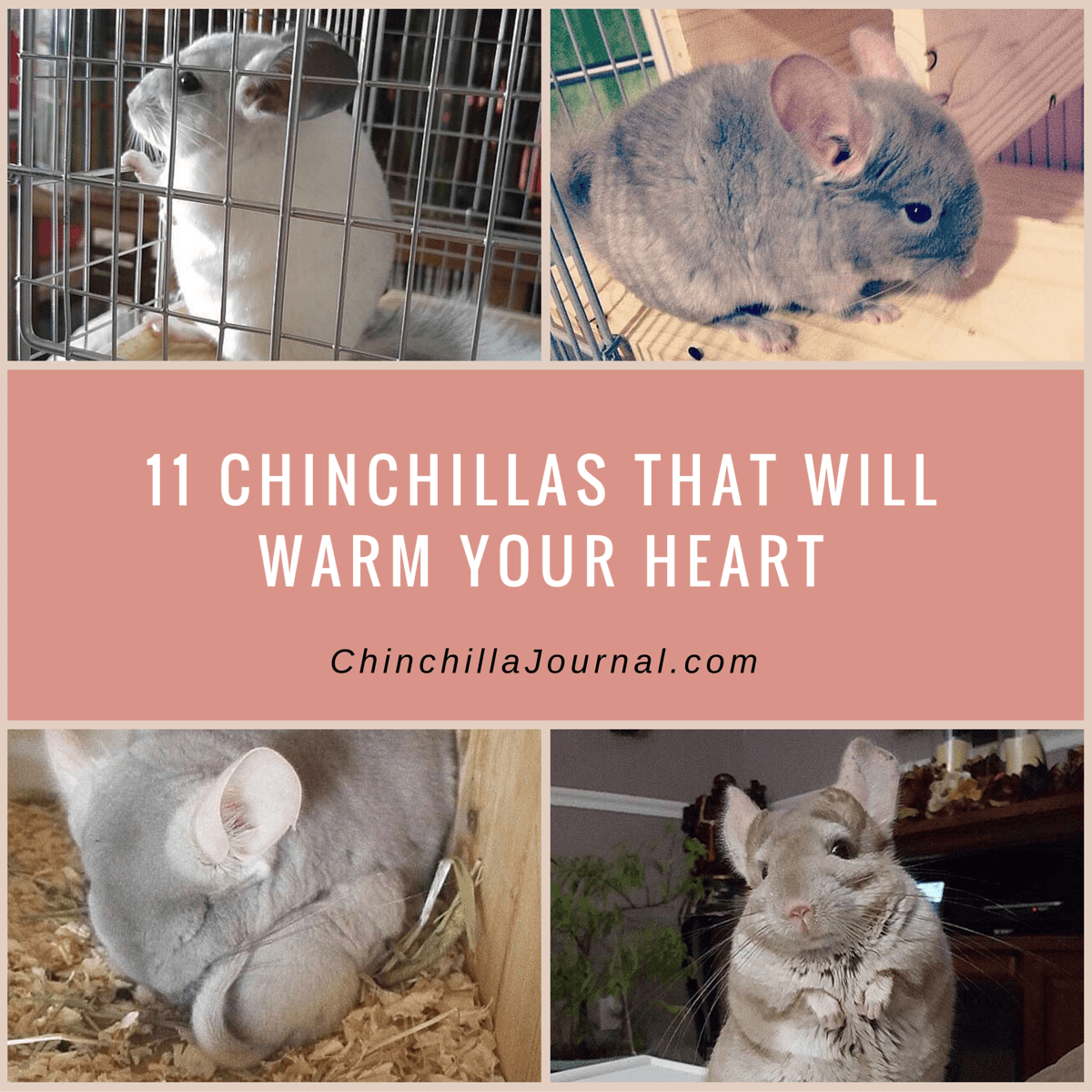 11 Chinchillas That Will Warm Your Heart