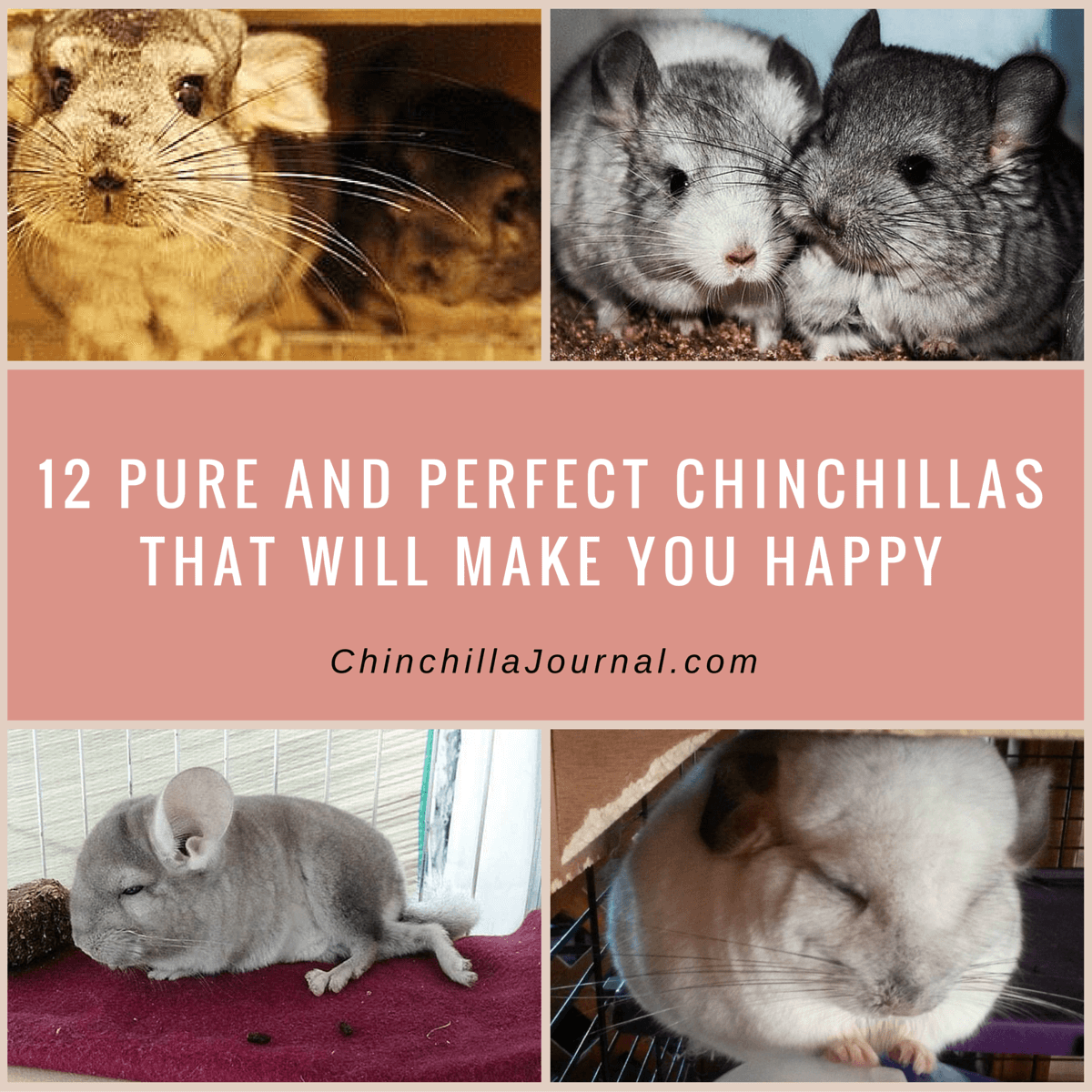 12 Pure And Perfect Chinchillas That Will Make You Happy