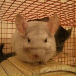 If Your Chinchilla Does This, They Might Be Too Hot