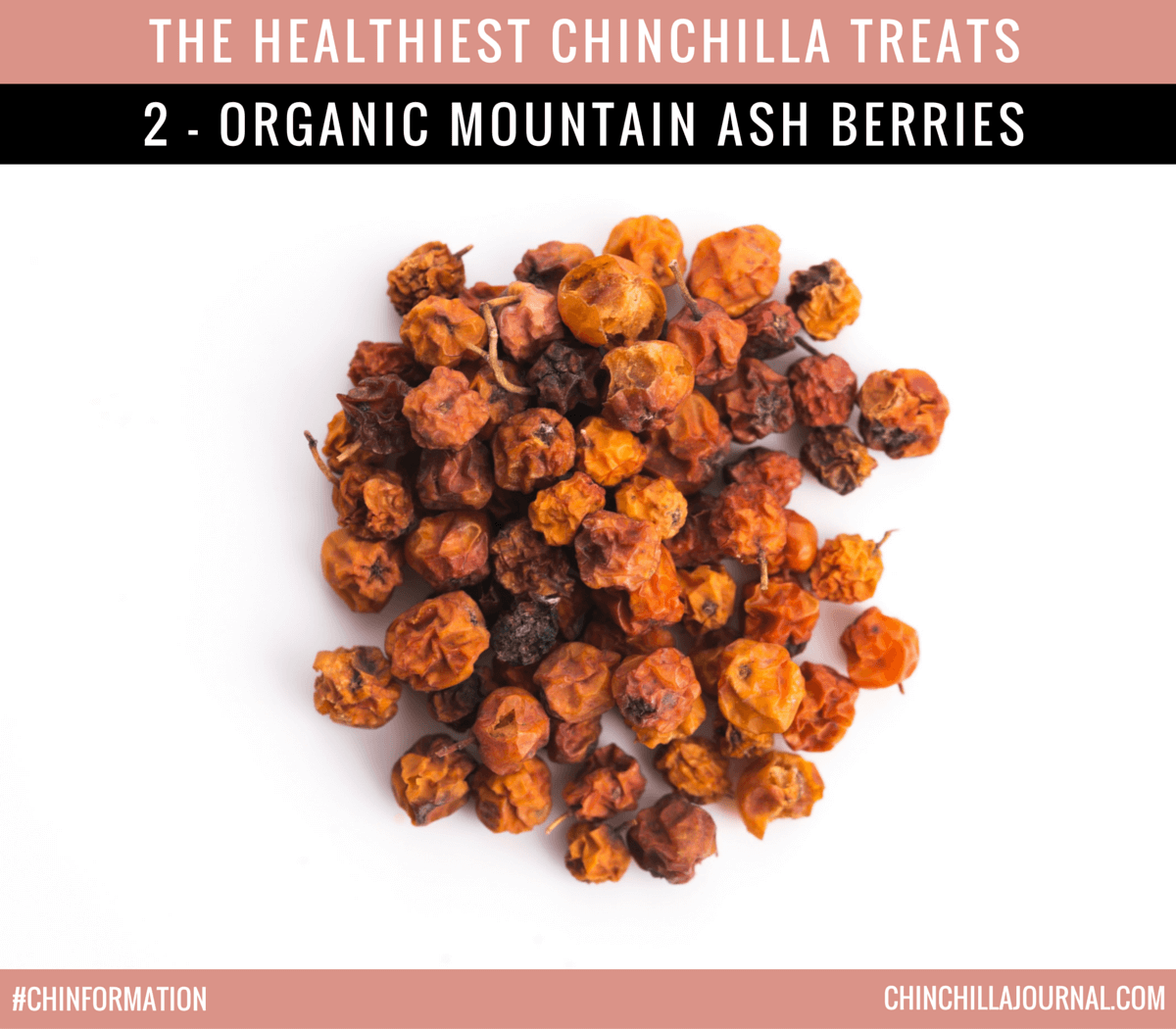 The Healthiest Chinchilla Treats - 2 - Organic Mountain Ash Berries