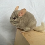 The 10 Healthiest Chinchilla Treats