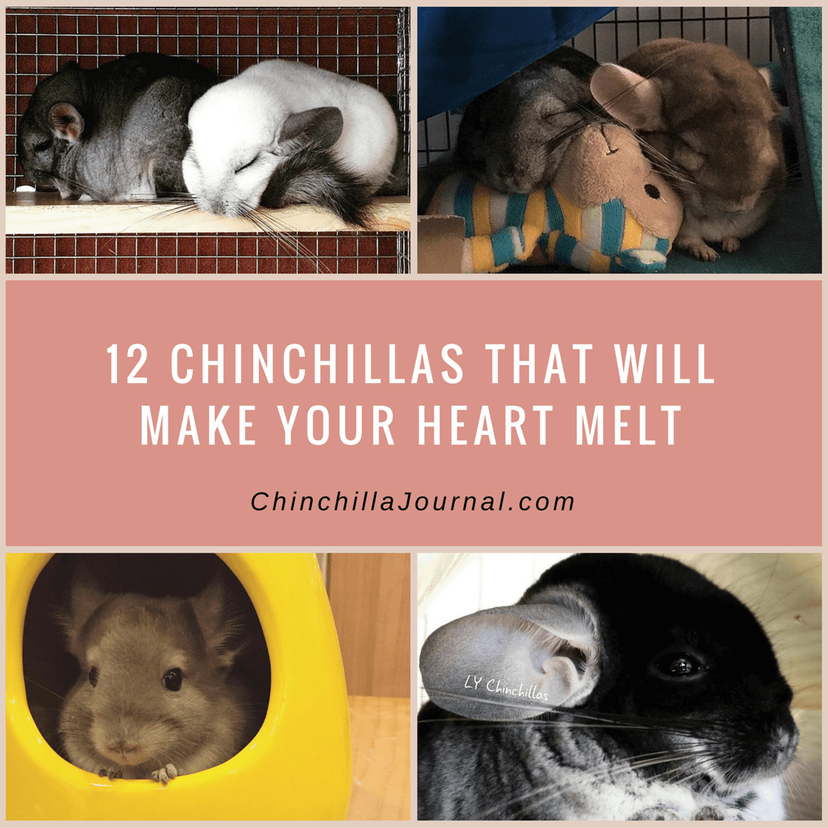 12 Chinchillas That Will Make Your Heart Melt