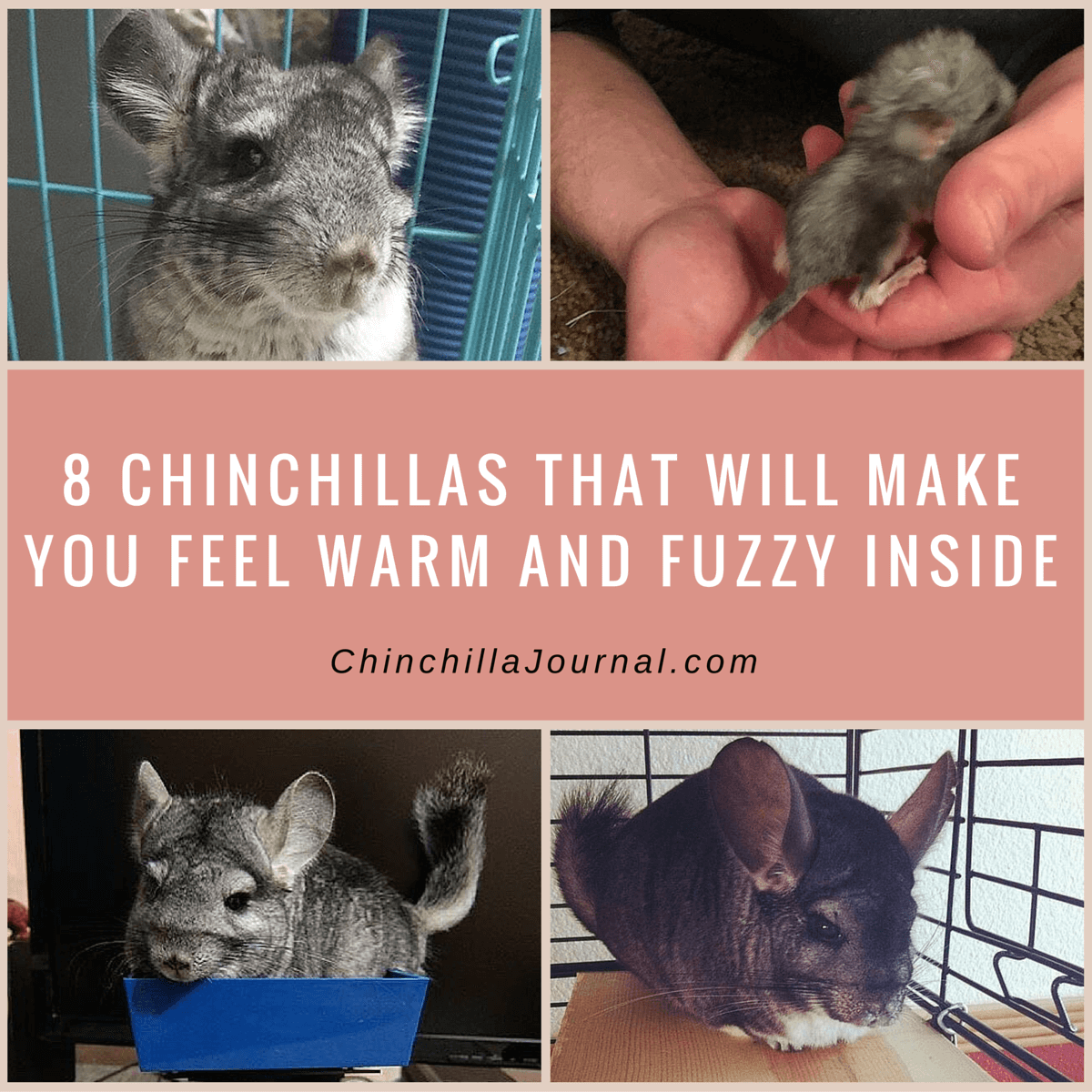 8 Chinchillas That Will Make You Feel Warm And Fuzzy Inside