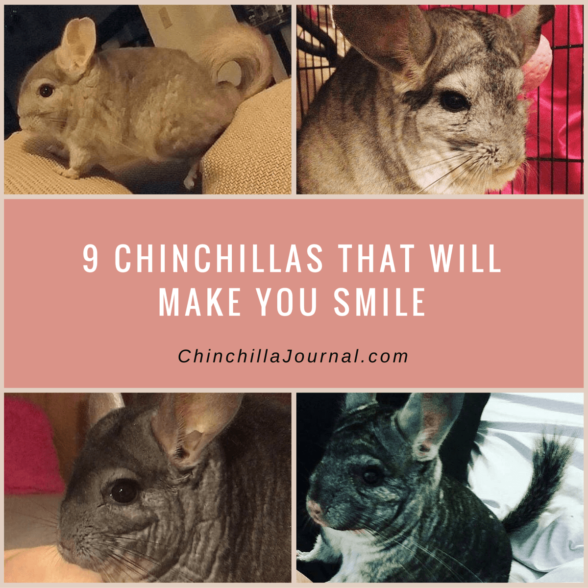 9 Chinchillas That Will Make You Smile