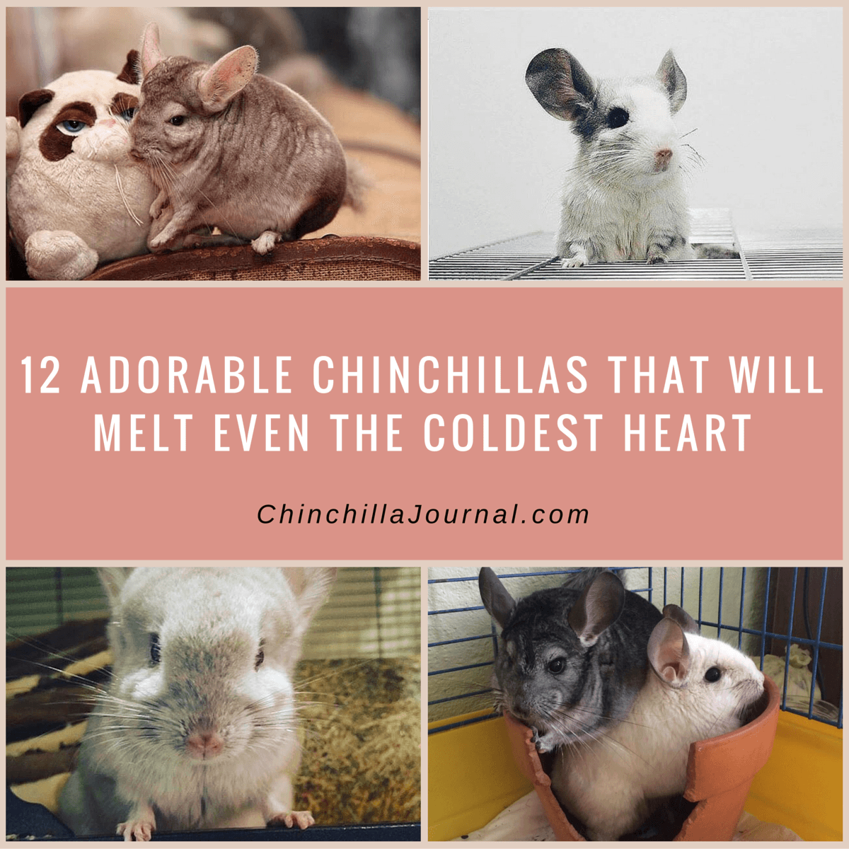 12 Adorable Chinchillas That Will Melt Even The Coldest Heart