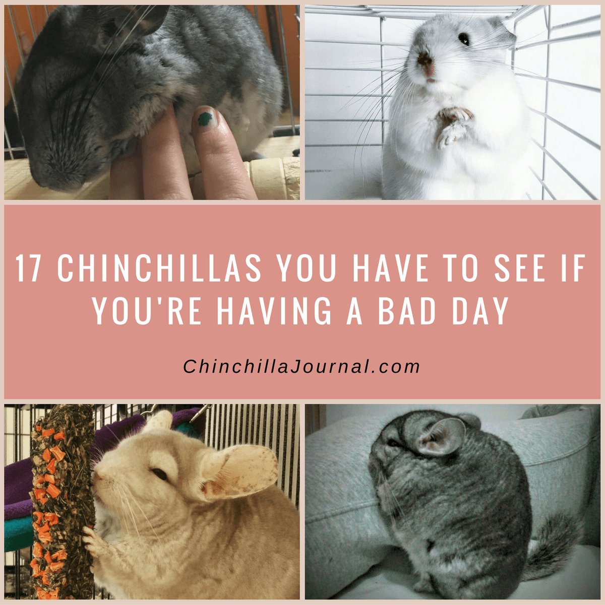 17 Chinchillas You Have To See If You're Having A Bad Day