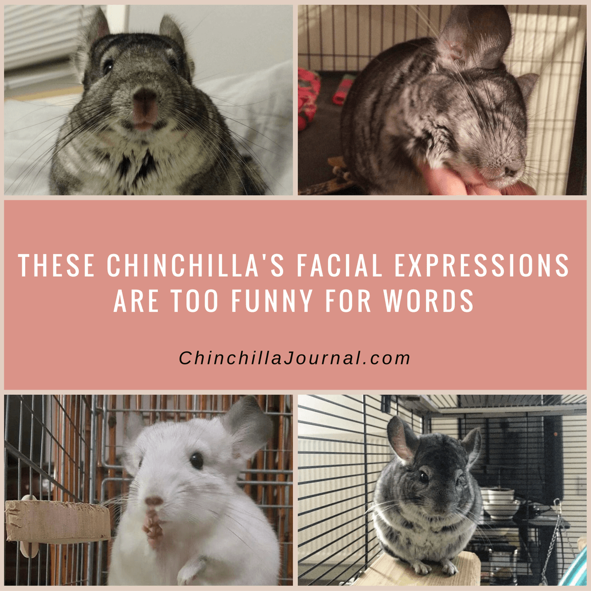 These Chinchilla's Facial Expressions Are Too Funny For Words