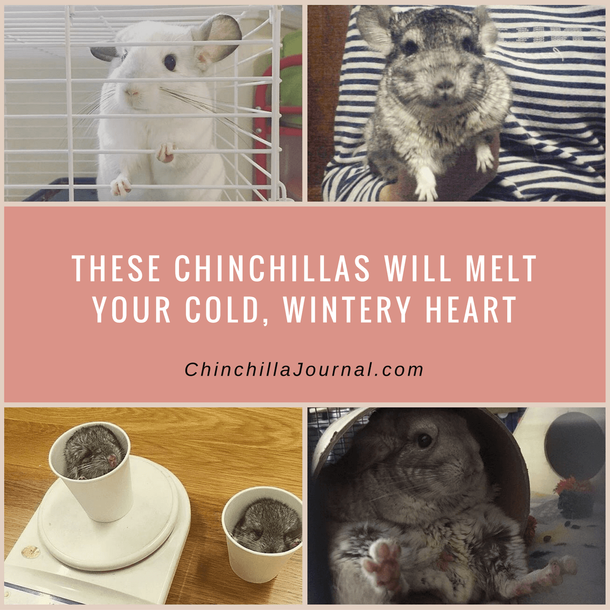 These Chinchillas Will Melt Your Cold, Wintery Heart