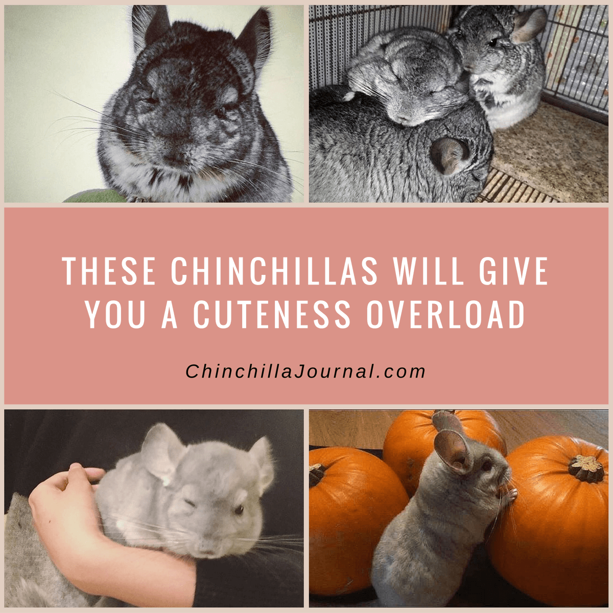 These Chinchillas Will Give You A Cuteness Overload