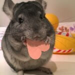 Love Is In The Air For These Chinchillas
