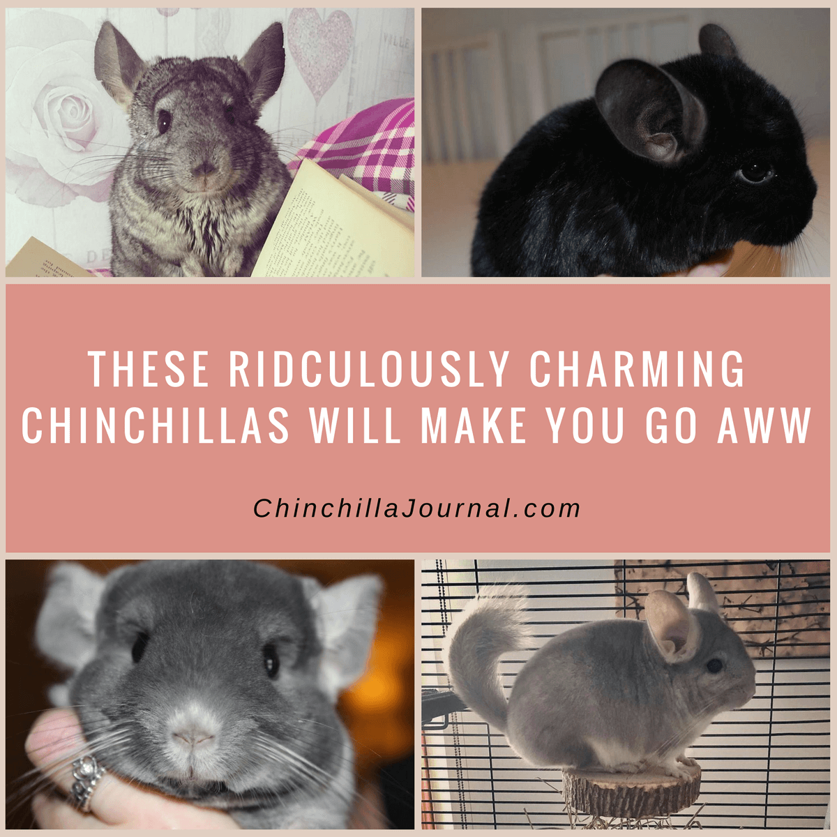 These Ridiculously Charming Chinchillas Will Make You Go Aww