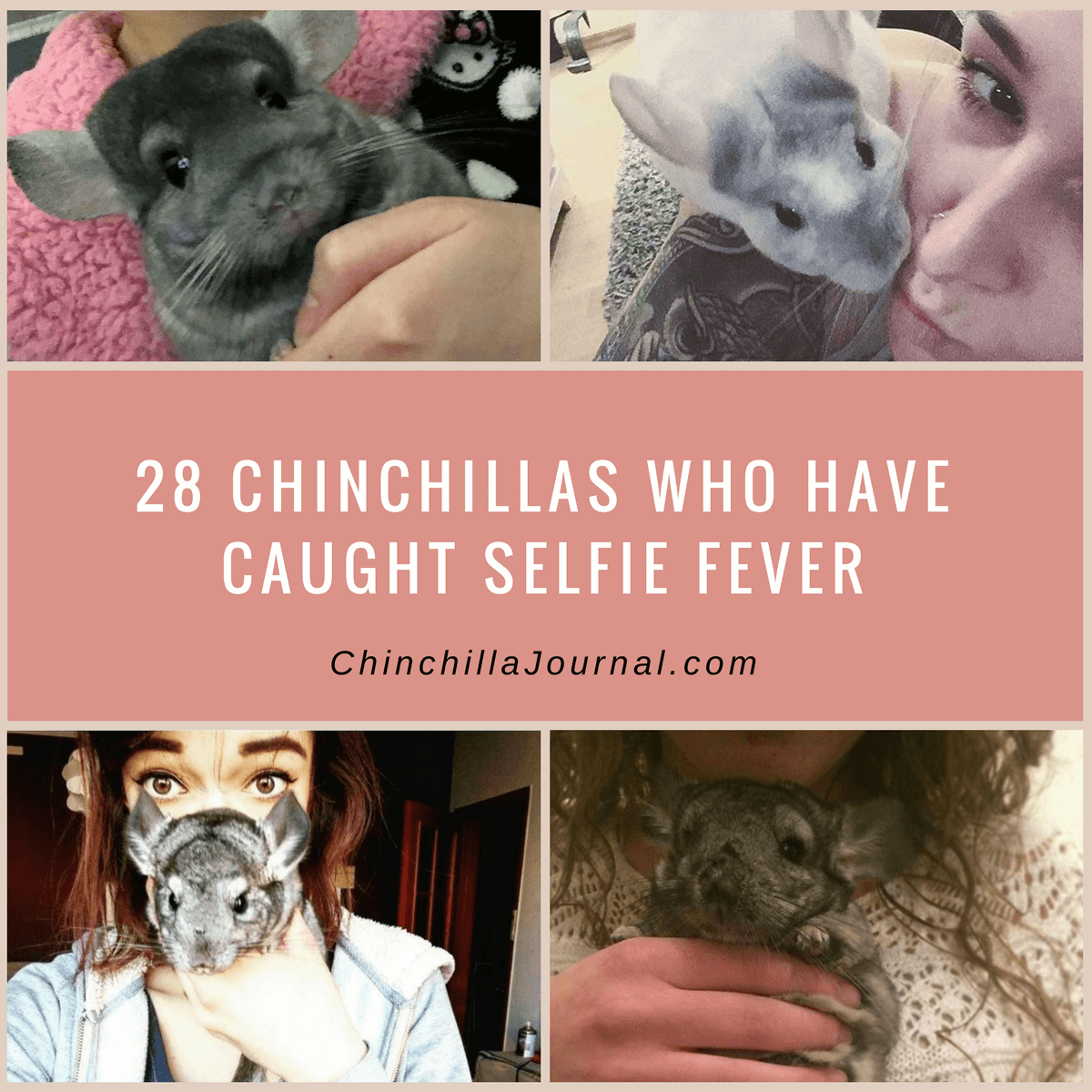 28 Chinchillas Who Have Caught Selfie Fever