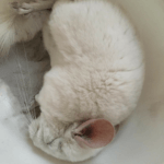 These Cute Chinchillas Are Guaranteed To Make Your Heart Feel Full