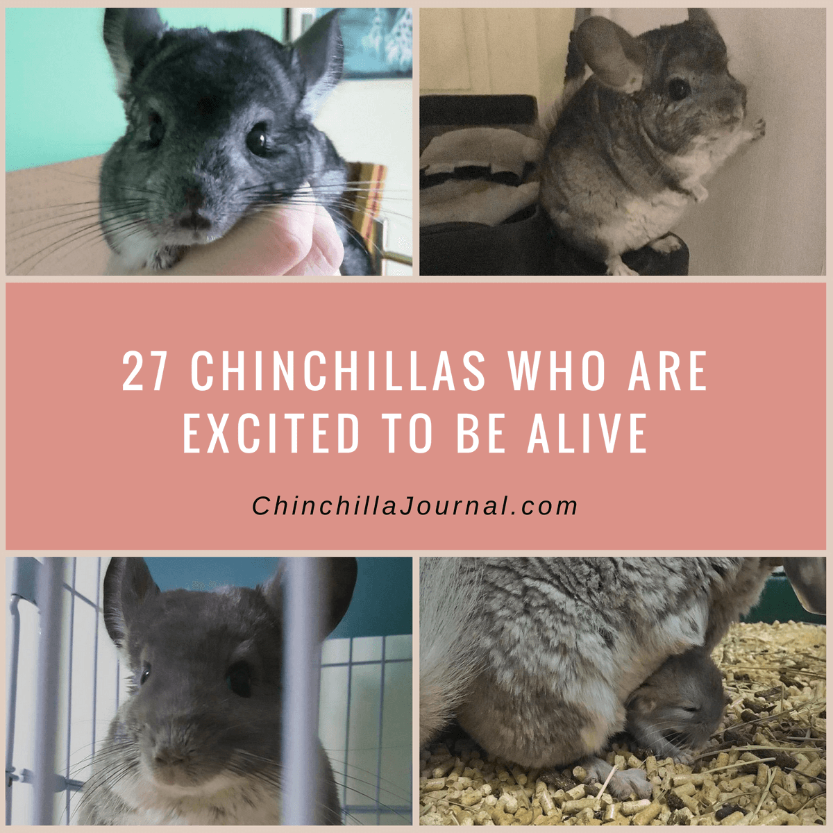 27 Chinchillas Who Are Excited To Be Alive