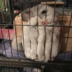 29 Pics You Have To See If You're Obsessed With Chinchillas