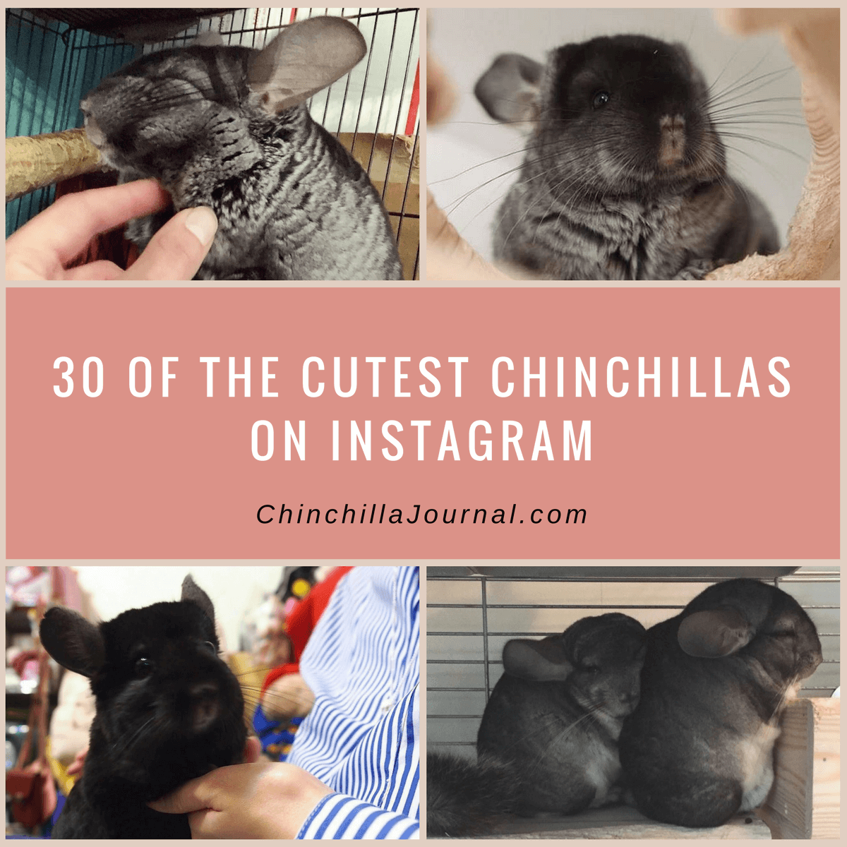 30 Of The Cutest Chinchillas On Instagram