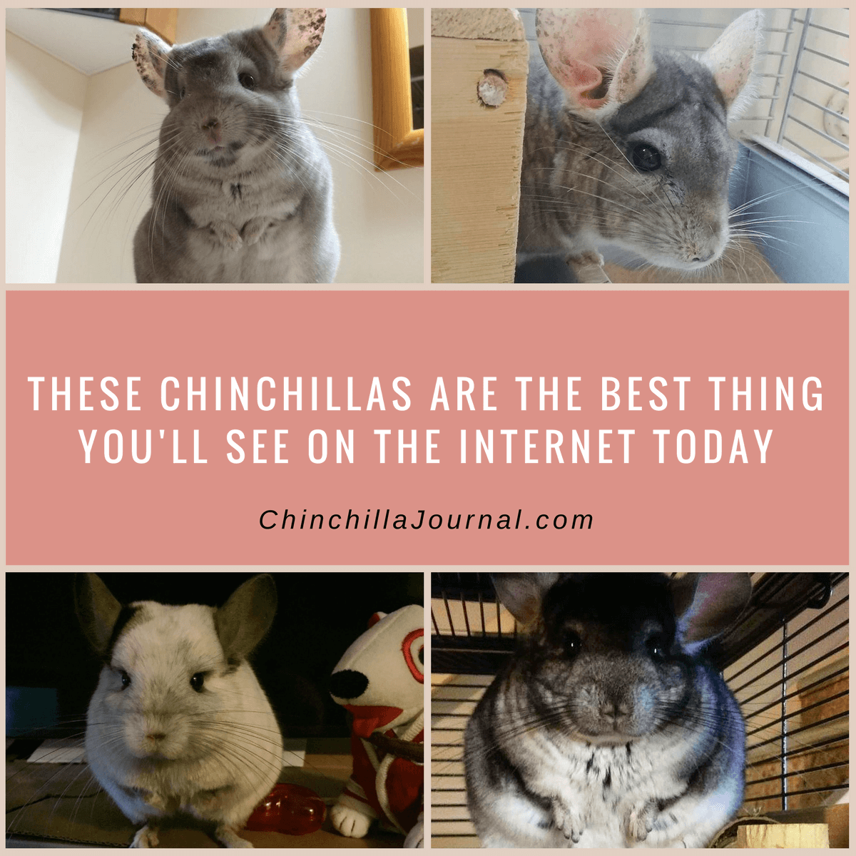 These Chinchillas Are The Best Thing You'll See On The Internet Today
