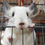 These Chinchillas Will Greatly Improve Your Life