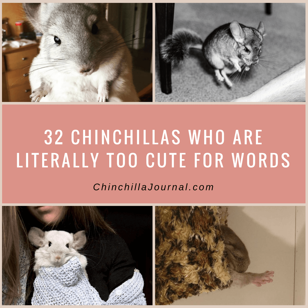 32 Chinchillas Who Are Literally Too Cute For Words