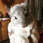 32 Chinchillas Who Are Literally Too Cute For Words