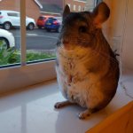 32 Chinchillas Who Will Take Your Breath Away With Their Cuteness