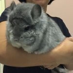 These Chinchillas Are The Most Adorable Things You'll See All Day