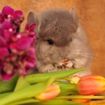 These Sweet Chinchillas Are Guaranteed To Make You Smile
