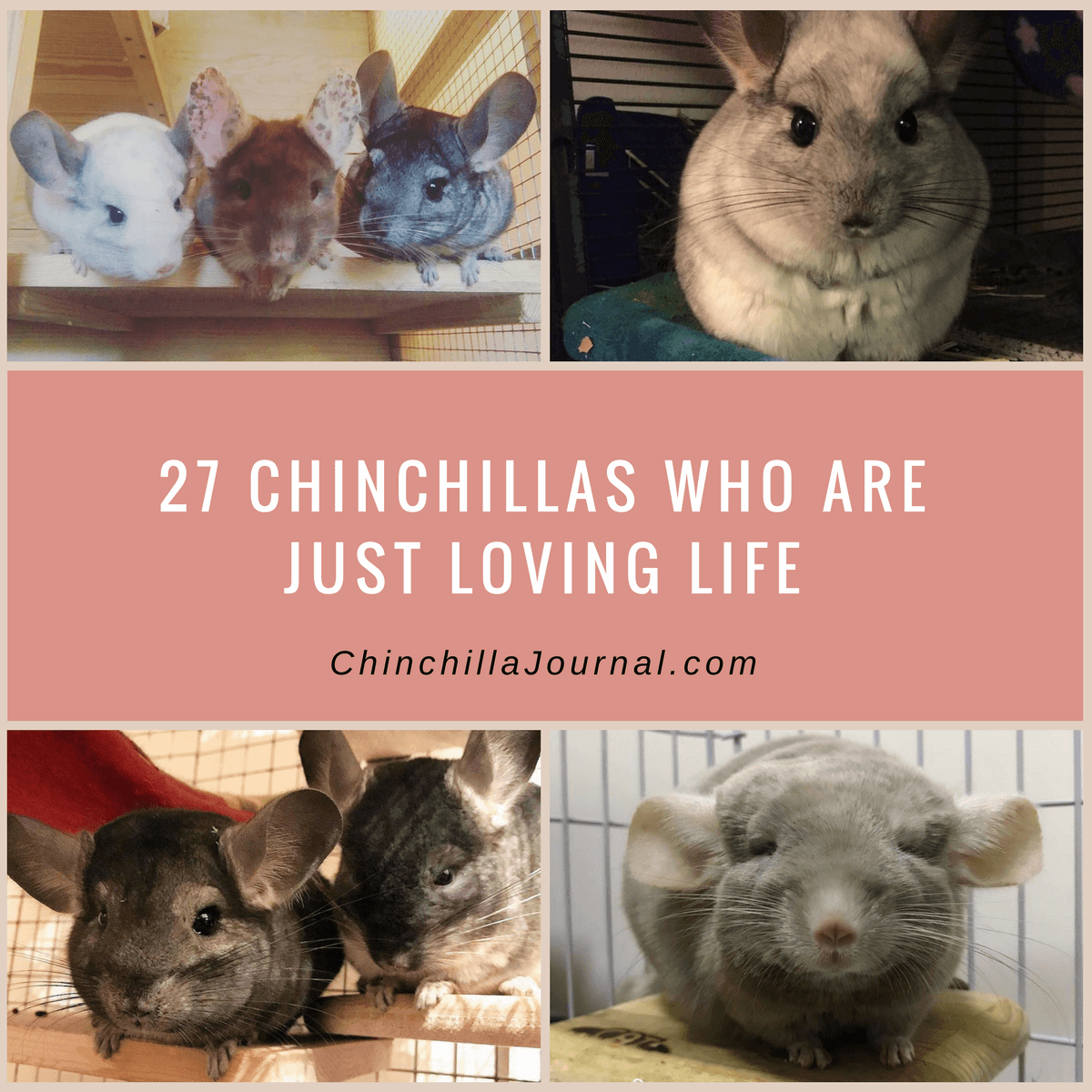 27 Chinchillas Who Are Just Loving Life