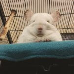 These Chinchillas Are So Fluffy You're Gonna Die