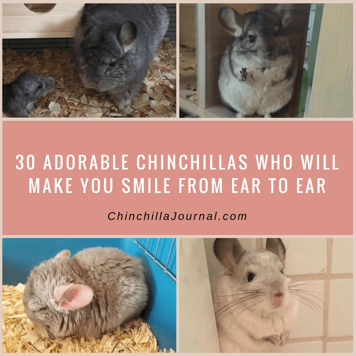 30 Adorable Chinchillas Who Will Make You Smile From Ear To Ear