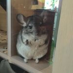 30 Adorable Chinchillas Who Will Make You Smile From Ear To Ear