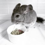 37 Chinchillas Who Will Leave A Permanent Imprint On Your Heart