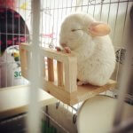 These Chinchillas Have Just Broke The Cuteness Scale