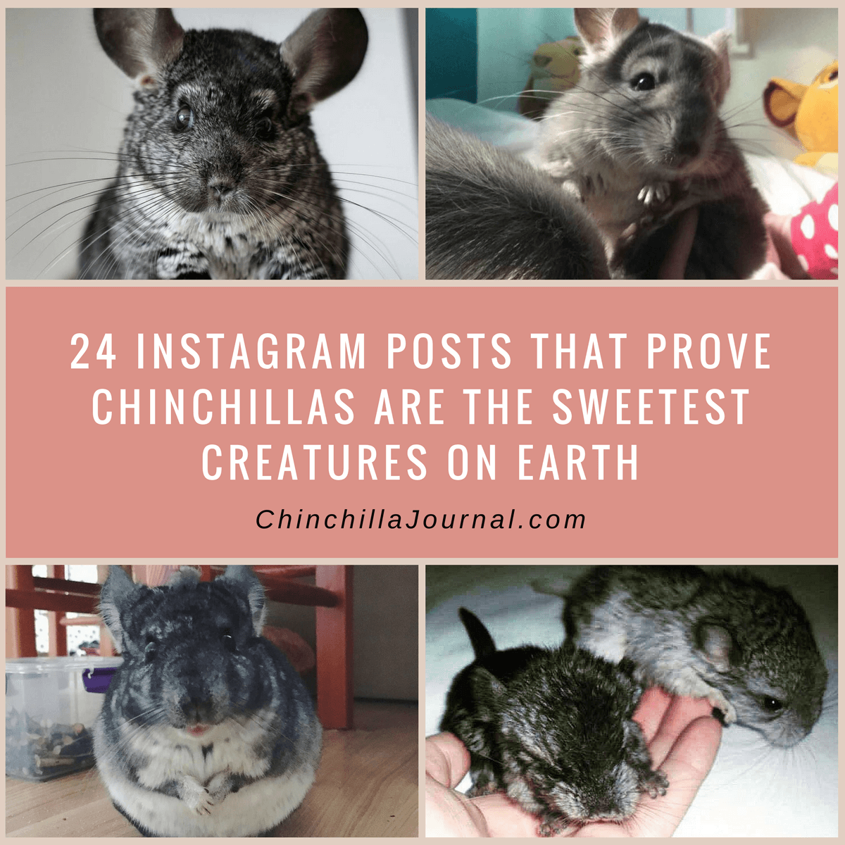 24 Instagram Posts That Prove Chinchillas Are The Sweetest Creatures On Earth