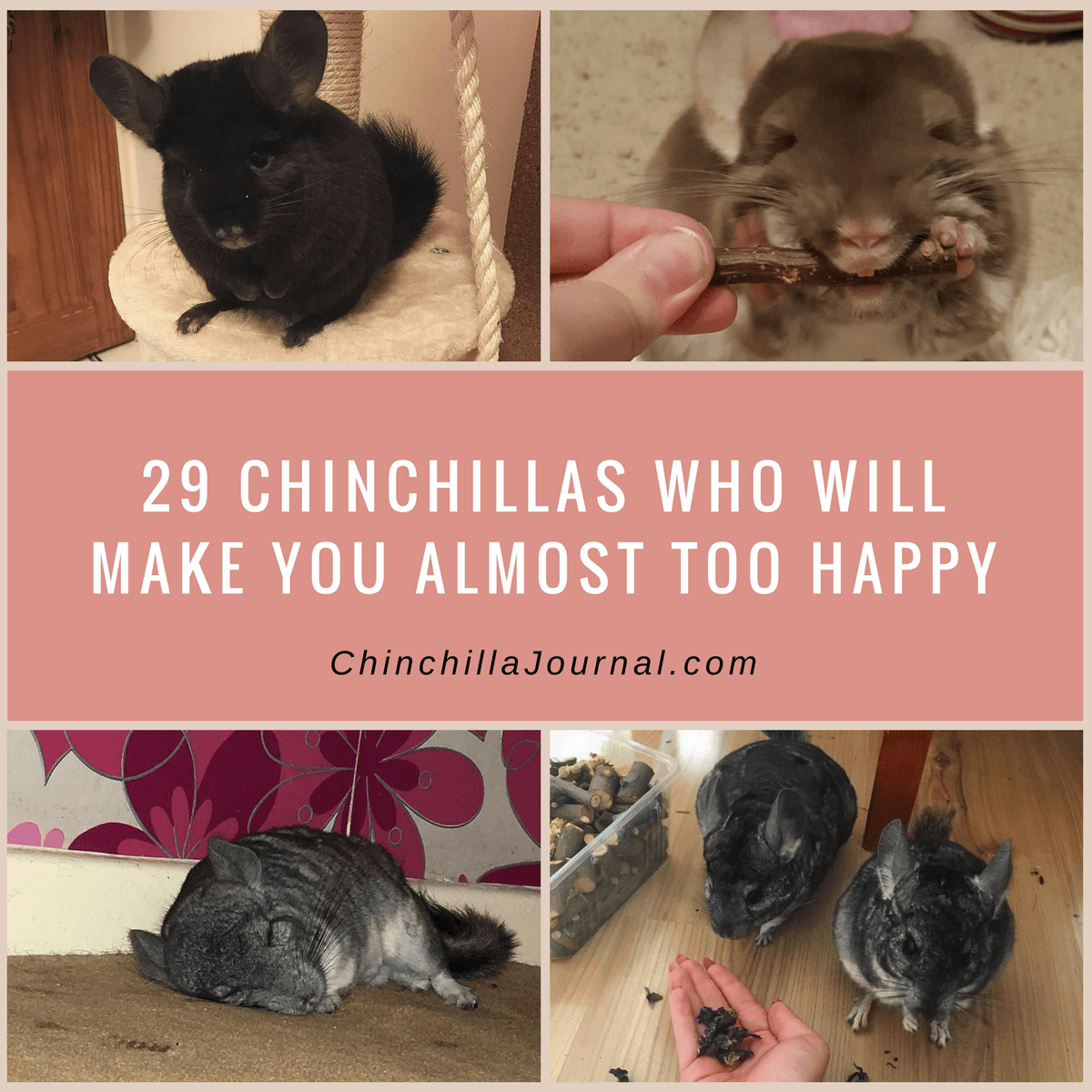 29 Chinchillas Who Will Make You Almost Too Happy