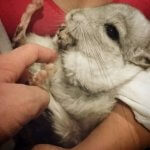 These Chinchillas Will Make You Smile For Days