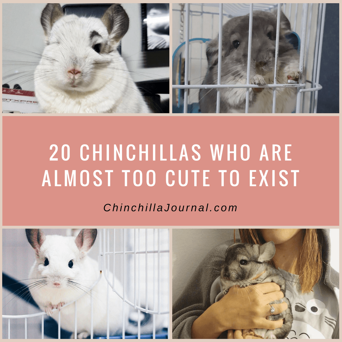 20 Chinchillas Who Are Almost Too Cute To Exist