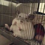 24 Cute Chinchillas Who Will Make Your Heart Explode
