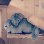 27 Instagram Posts You Have To See If You're Obsessed With Chinchillas