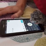 These Chinchillas Will Overwhelm You With Their Cuteness
