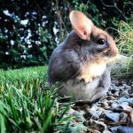 27 Chinchillas Who Are Too Cute To Be Real