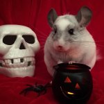 27 Spooktacular Chinchillas Who Live For Halloween