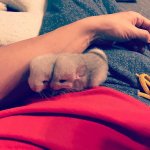 28 Chinchillas Who Will Make Your Day So Much Better