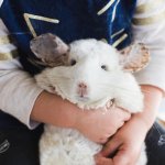 These Adorable Chinchillas Will Show You All Is Right With The World