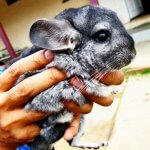 24 Chinchillas Who Are Too Fluffy For Their Own Good Featured Image