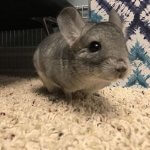 These Posts Prove That Chinchillas Are The Cutest Rodents Of Them All