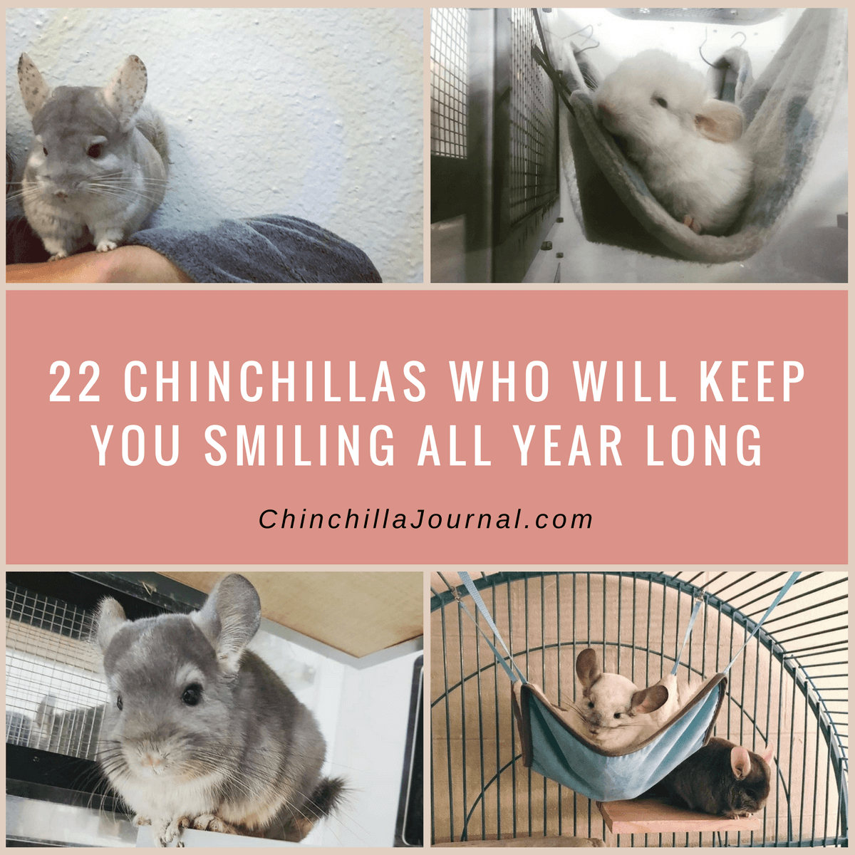 22 Chinchillas Who Will Keep You Smiling All Year Long