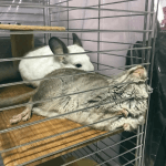 22 Chinchillas You Have To See If You're Feeling Blue